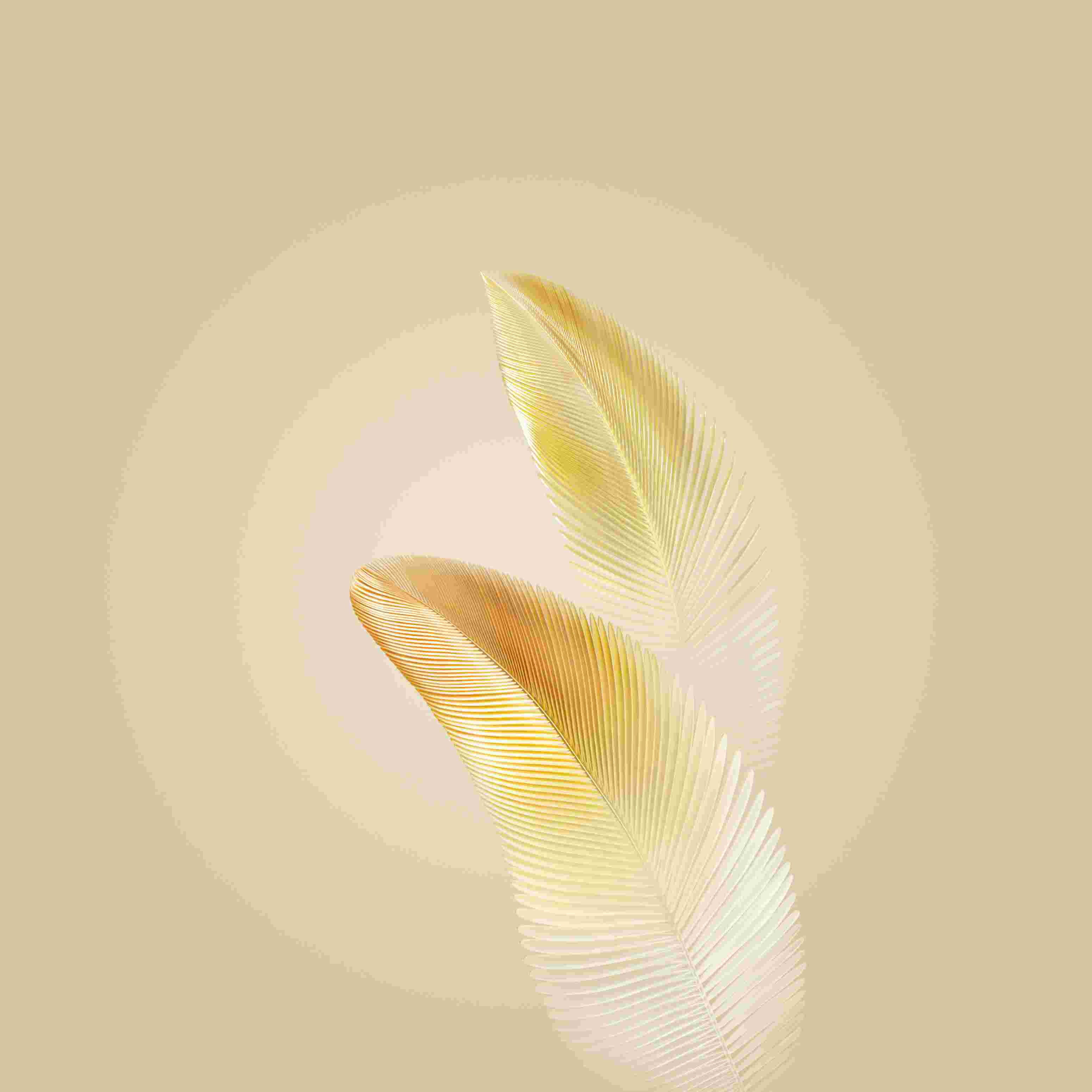 Honor Magic 6 High Resolution Official Wallpapers