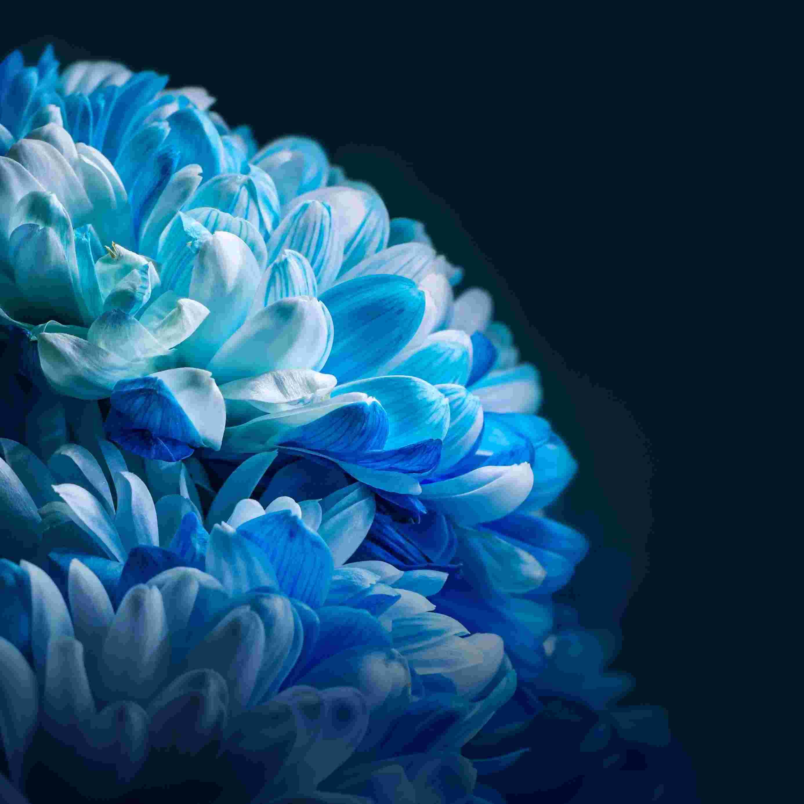 Honor Magic VS High Resolution Official Wallpapers