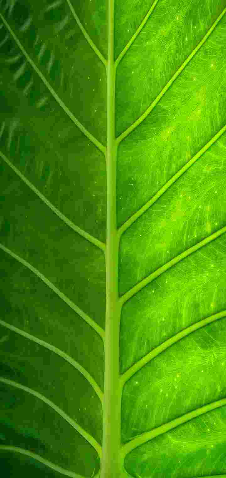  Lava Z6 High Resolution Official Wallpapers