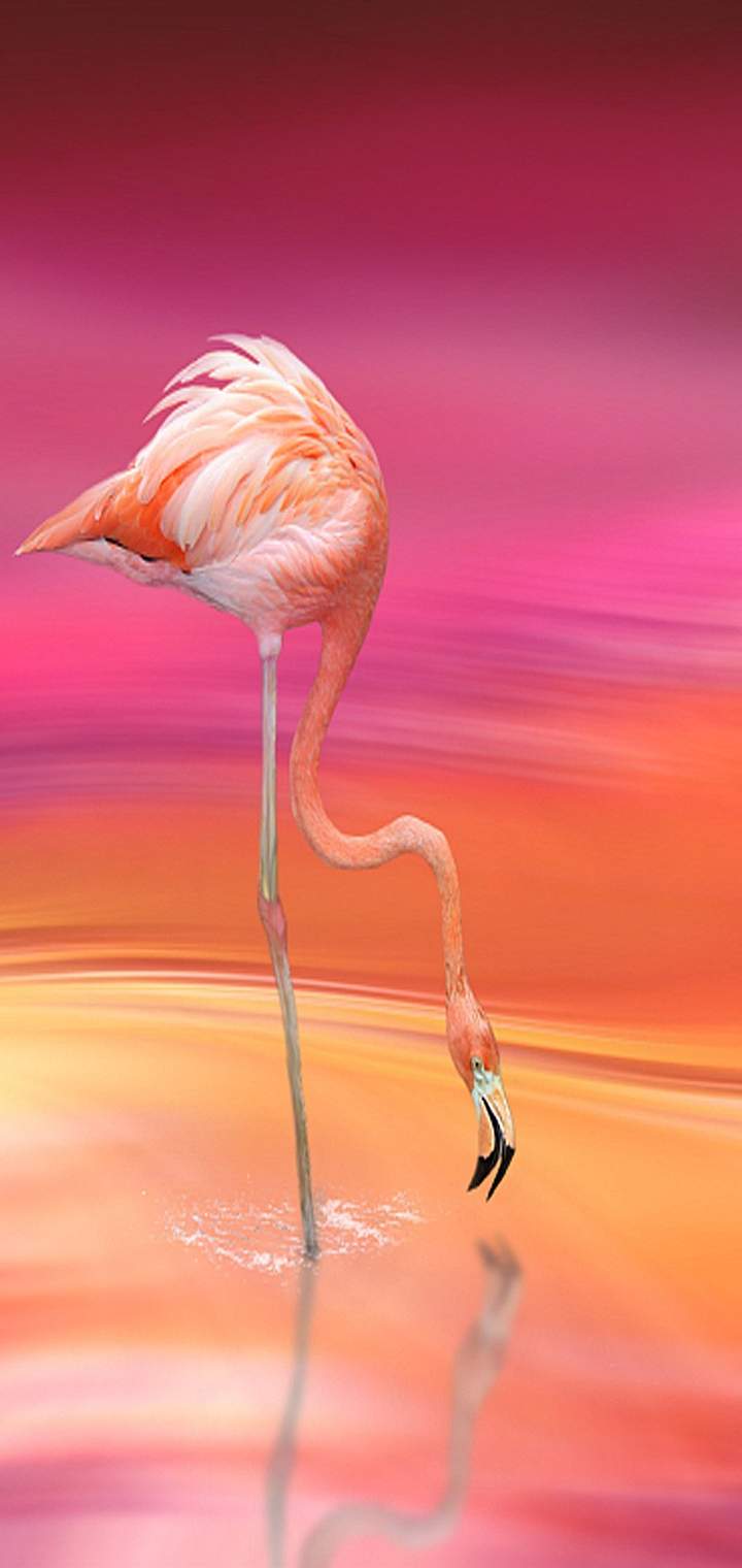  Lava Z6 Official stock Wallpapers in 4k resolution