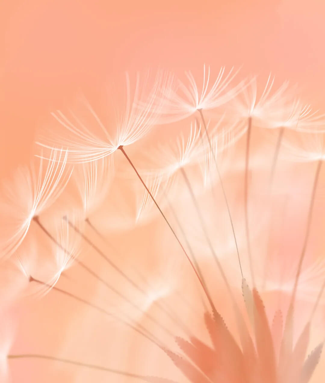  Moto Razr  2025 Official stock Wallpapers in 4k resolution