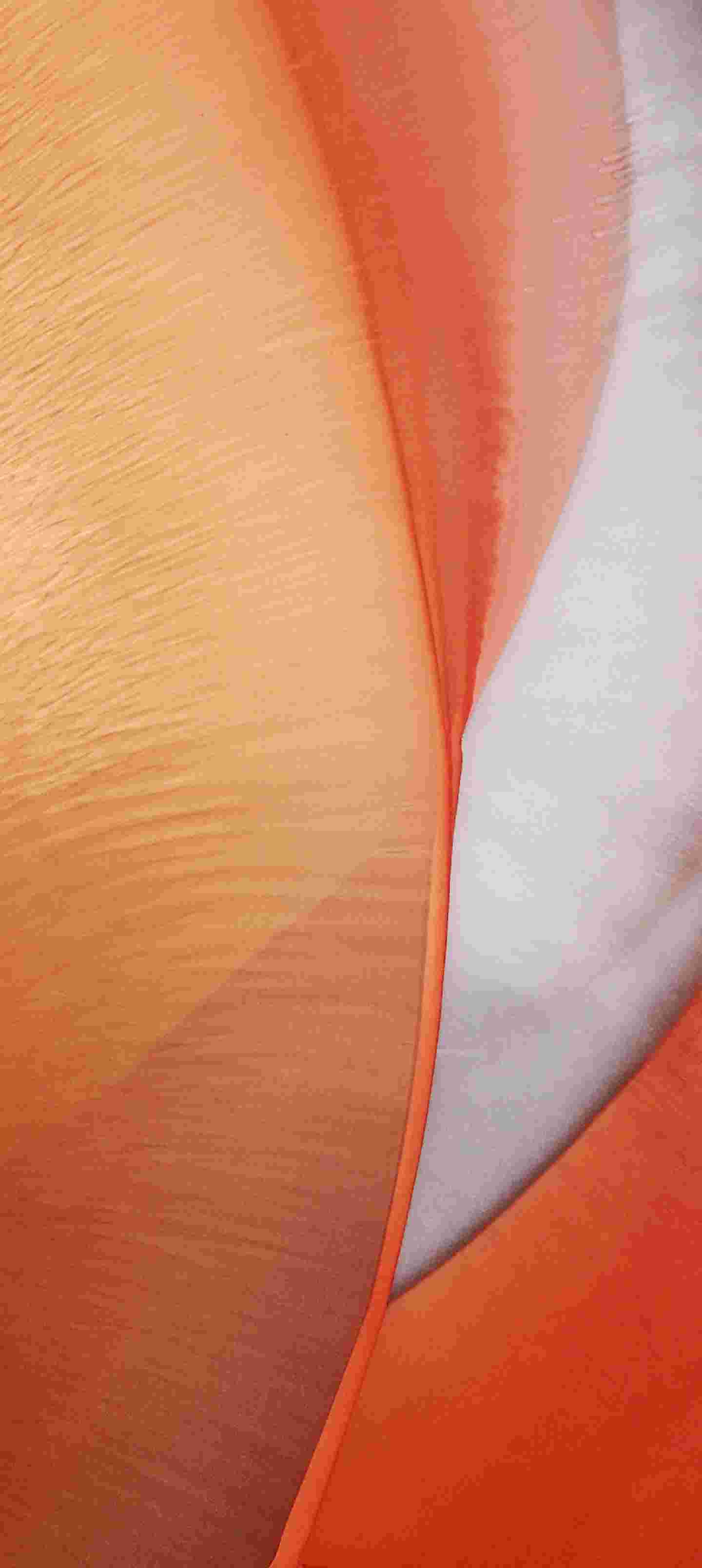 ColorOS 12 High Resolution Official Wallpapers