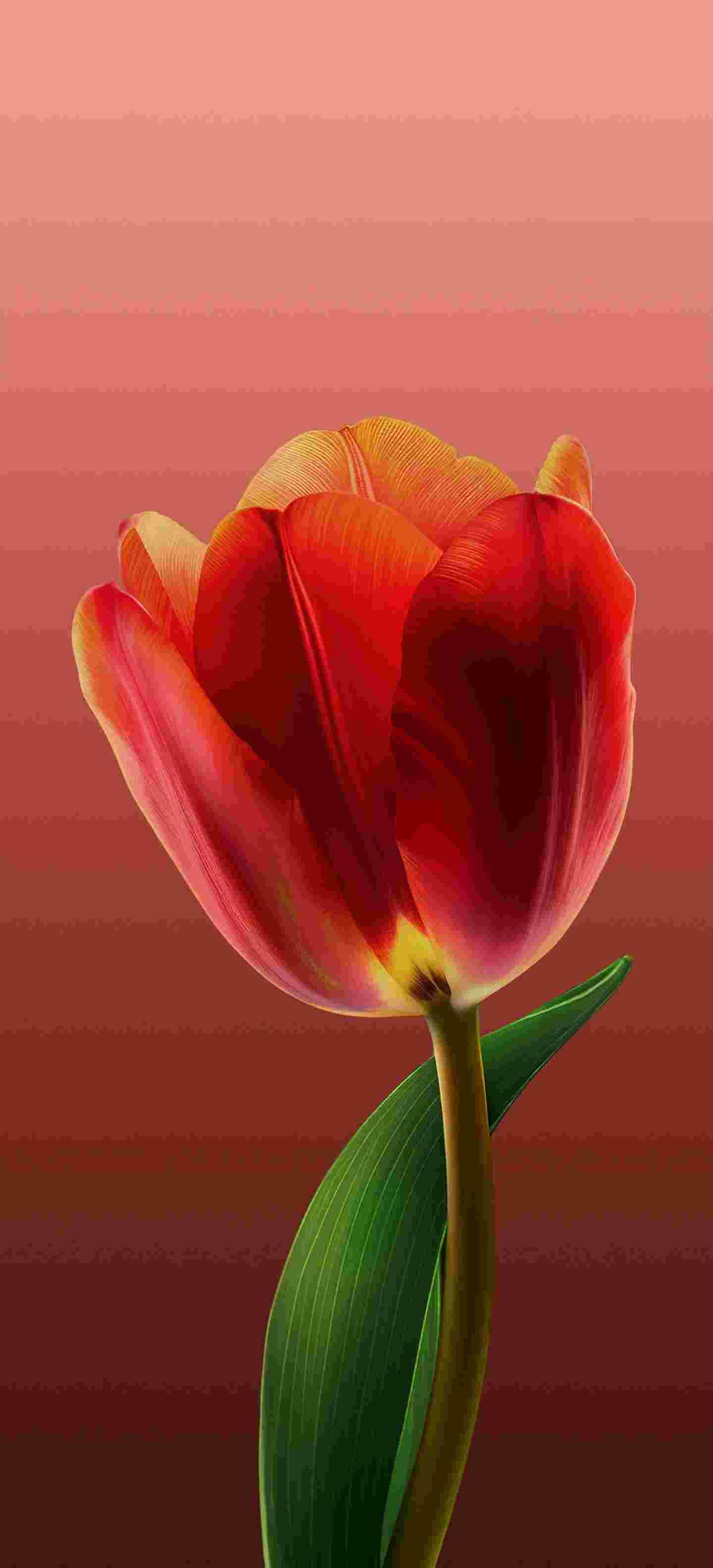ColorOS 15 High Resolution Official Wallpapers