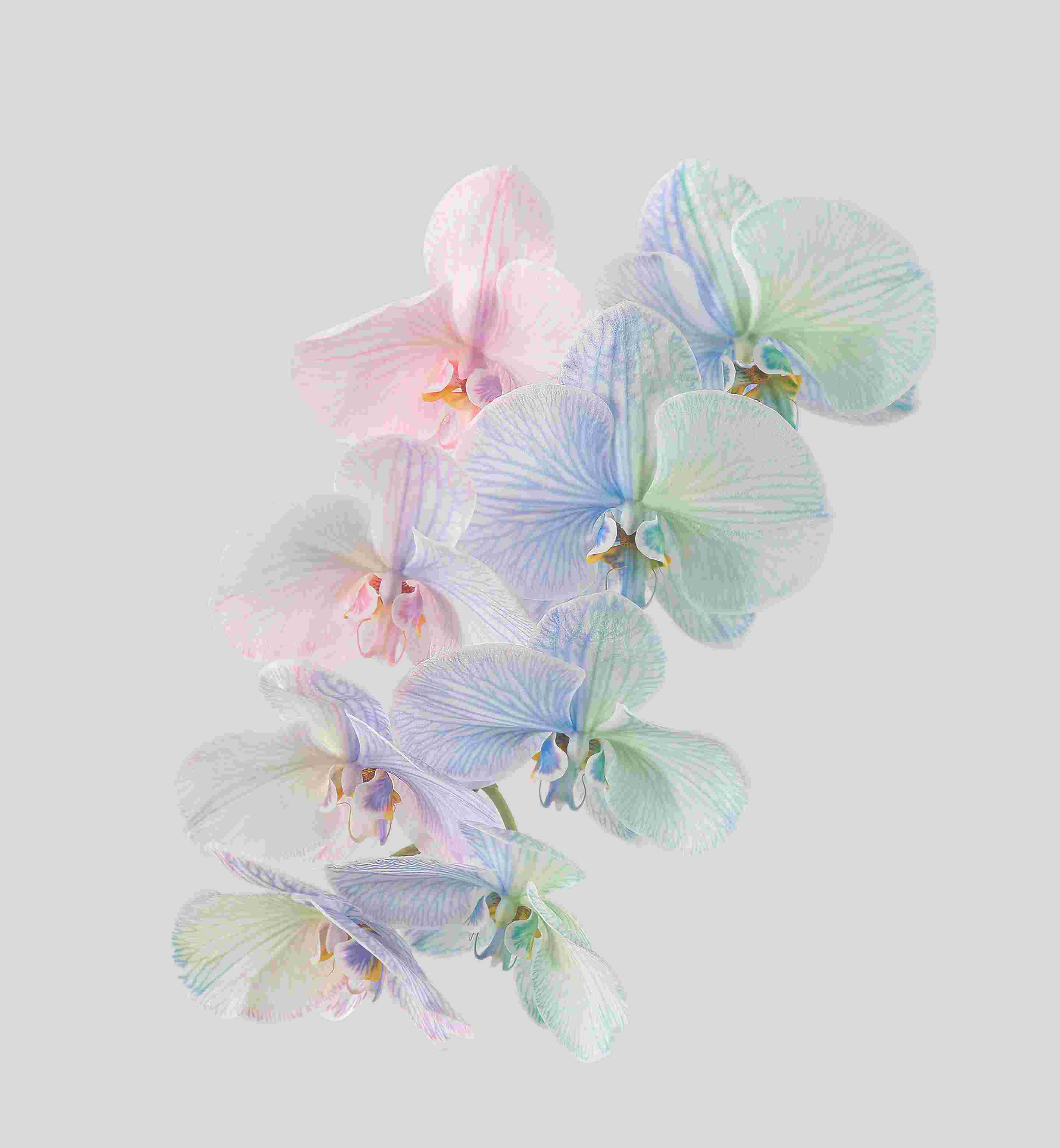 Pixel 6 Pro High Resolution Official Wallpapers