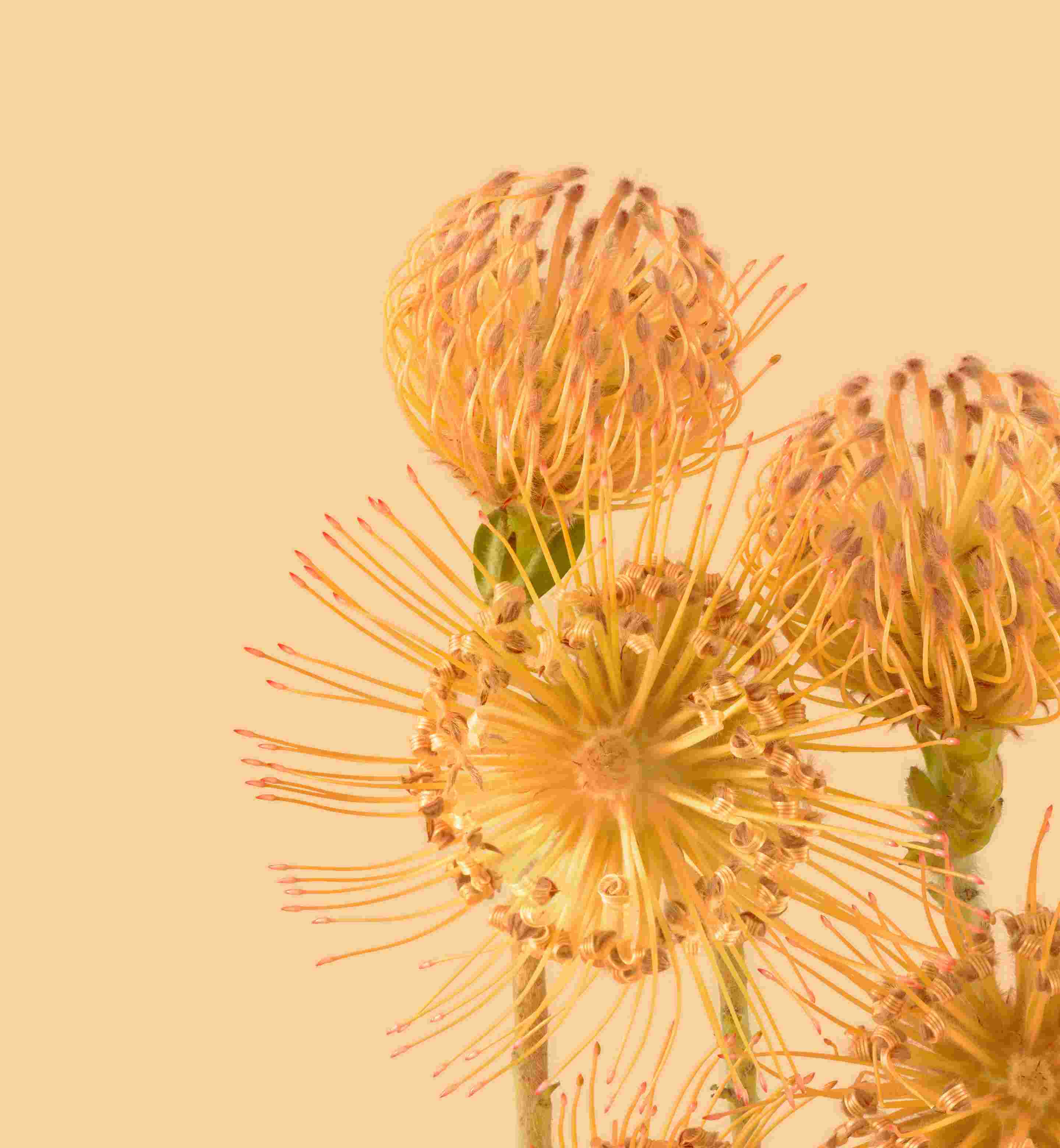 Pixel 6 Pro High Resolution Official Wallpapers
