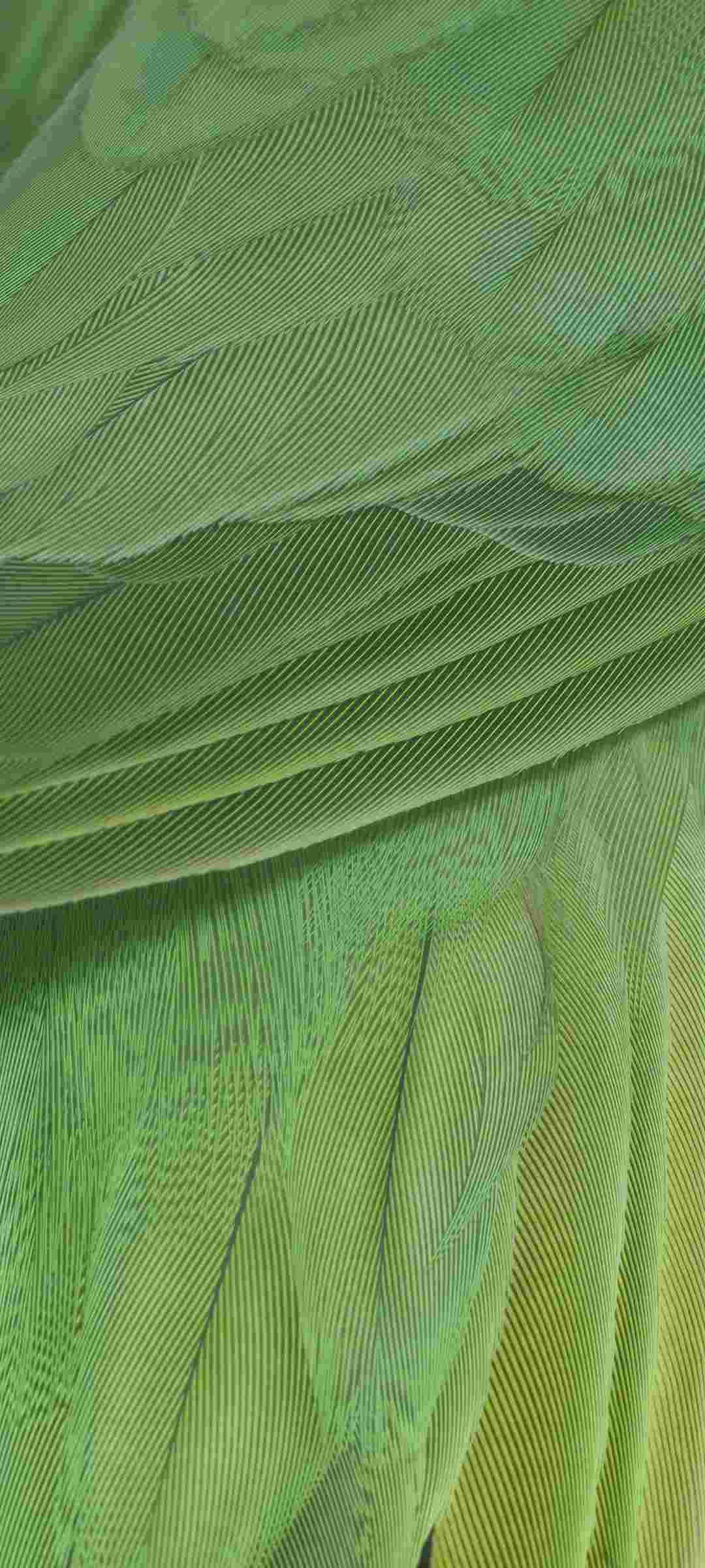 Pixel 7 Pro High Resolution Official Wallpapers