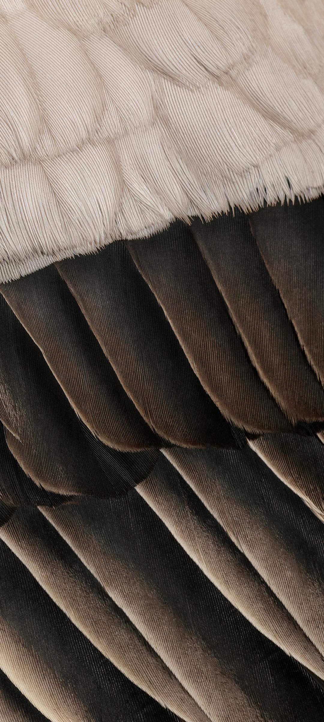 Pixel 7a High Resolution Official Wallpapers