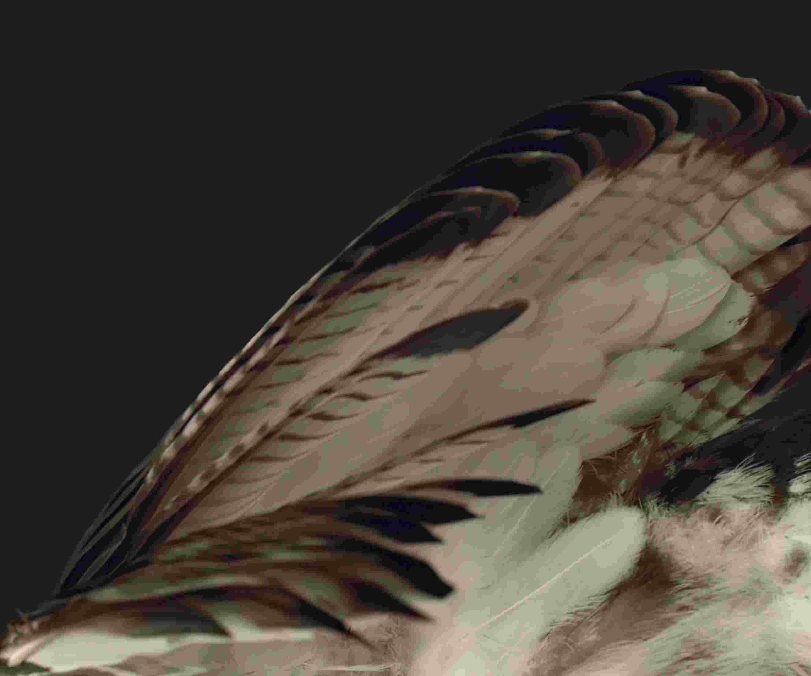 Pixel Fold High Resolution Official Wallpapers