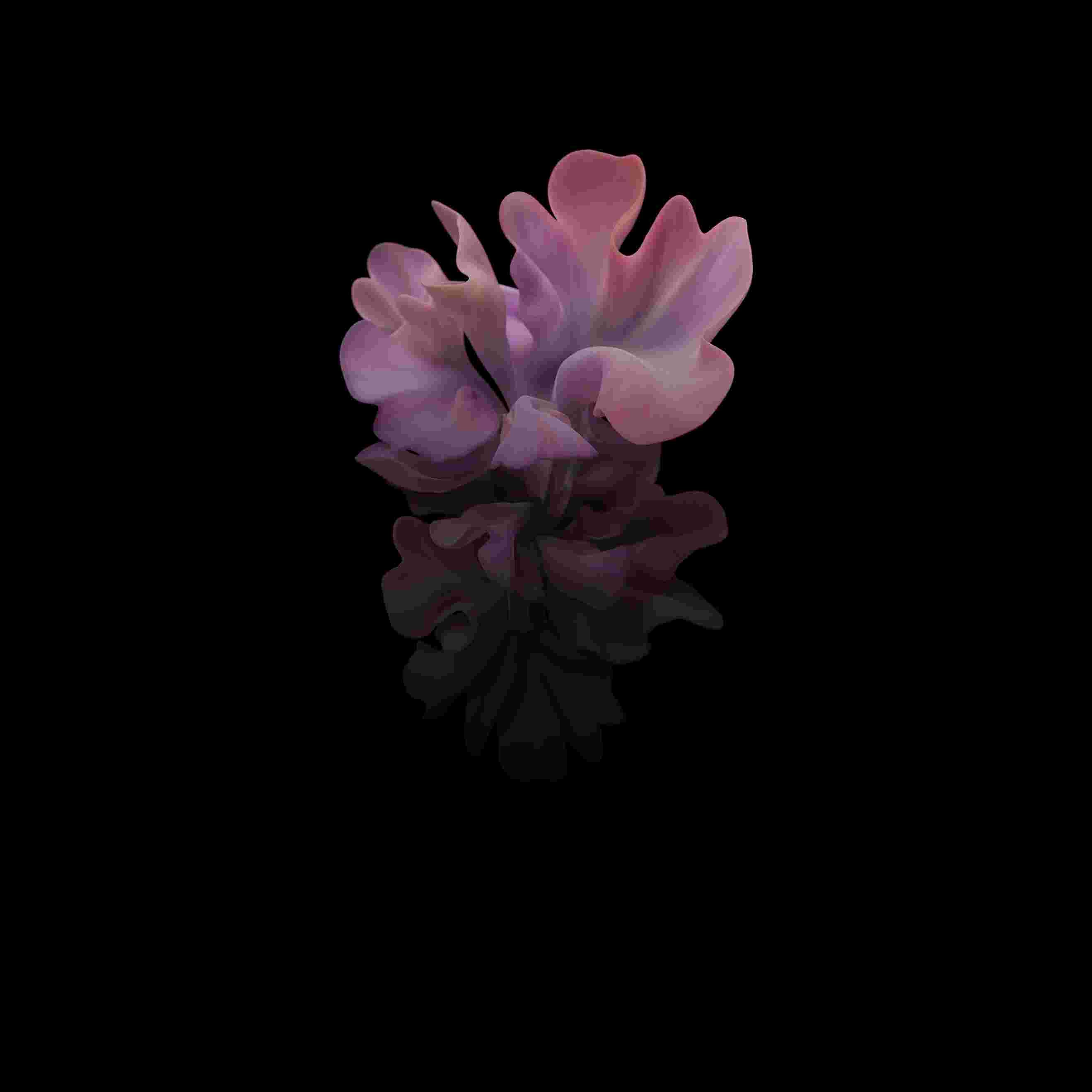 Galaxy Z Flip High Resolution Official Wallpapers