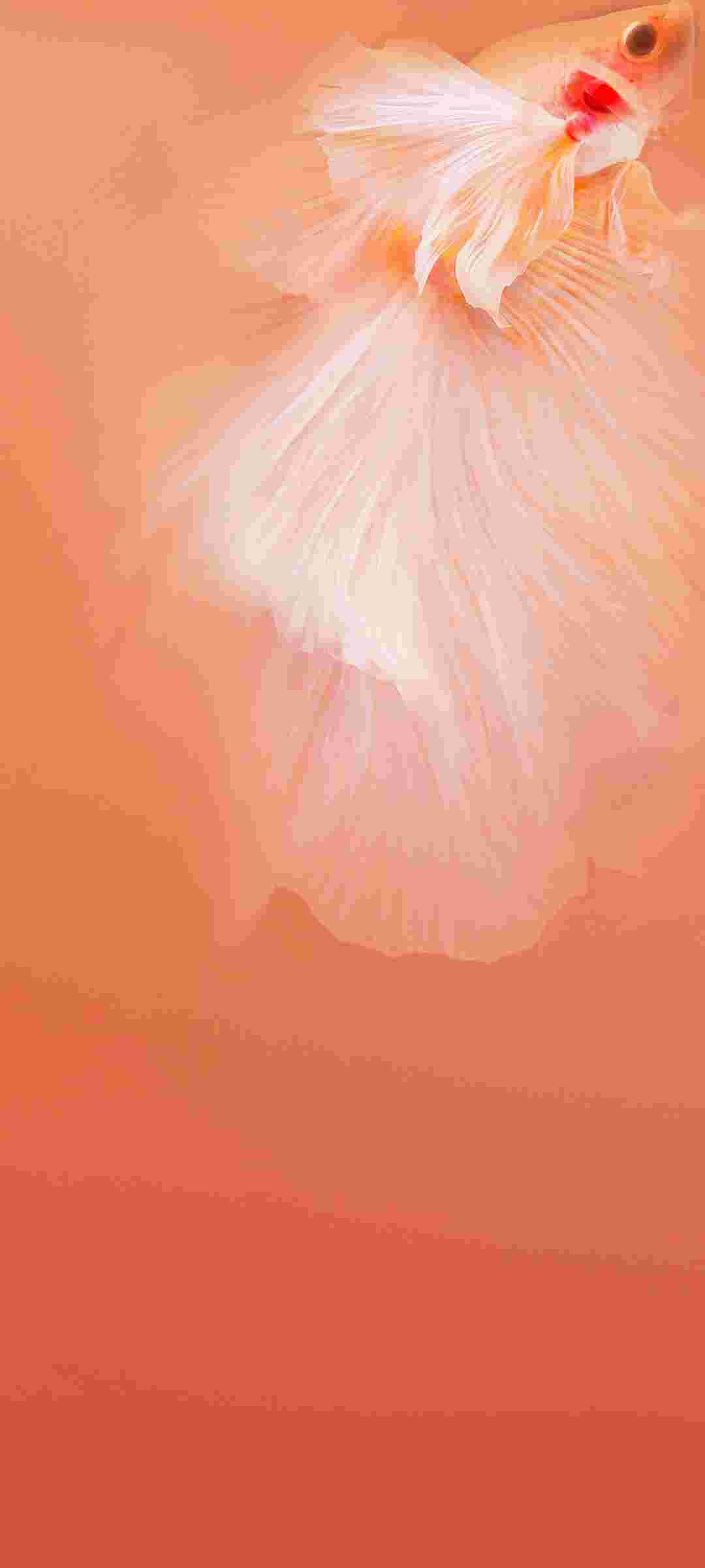 Vivo Z6 5G High Resolution Official Wallpapers