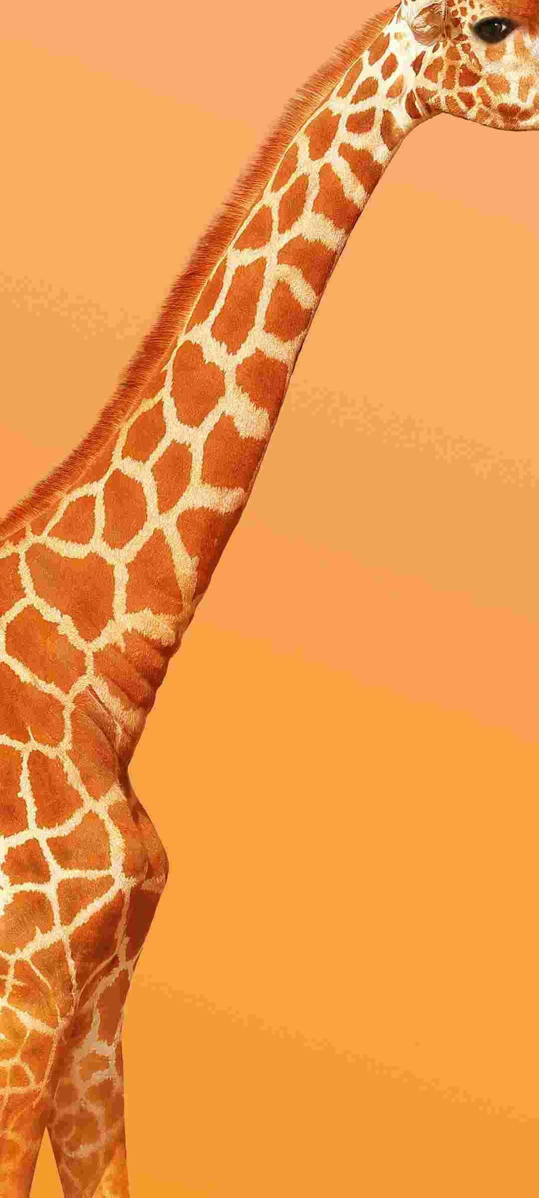 Vivo Z6 5G High Resolution Official Wallpapers