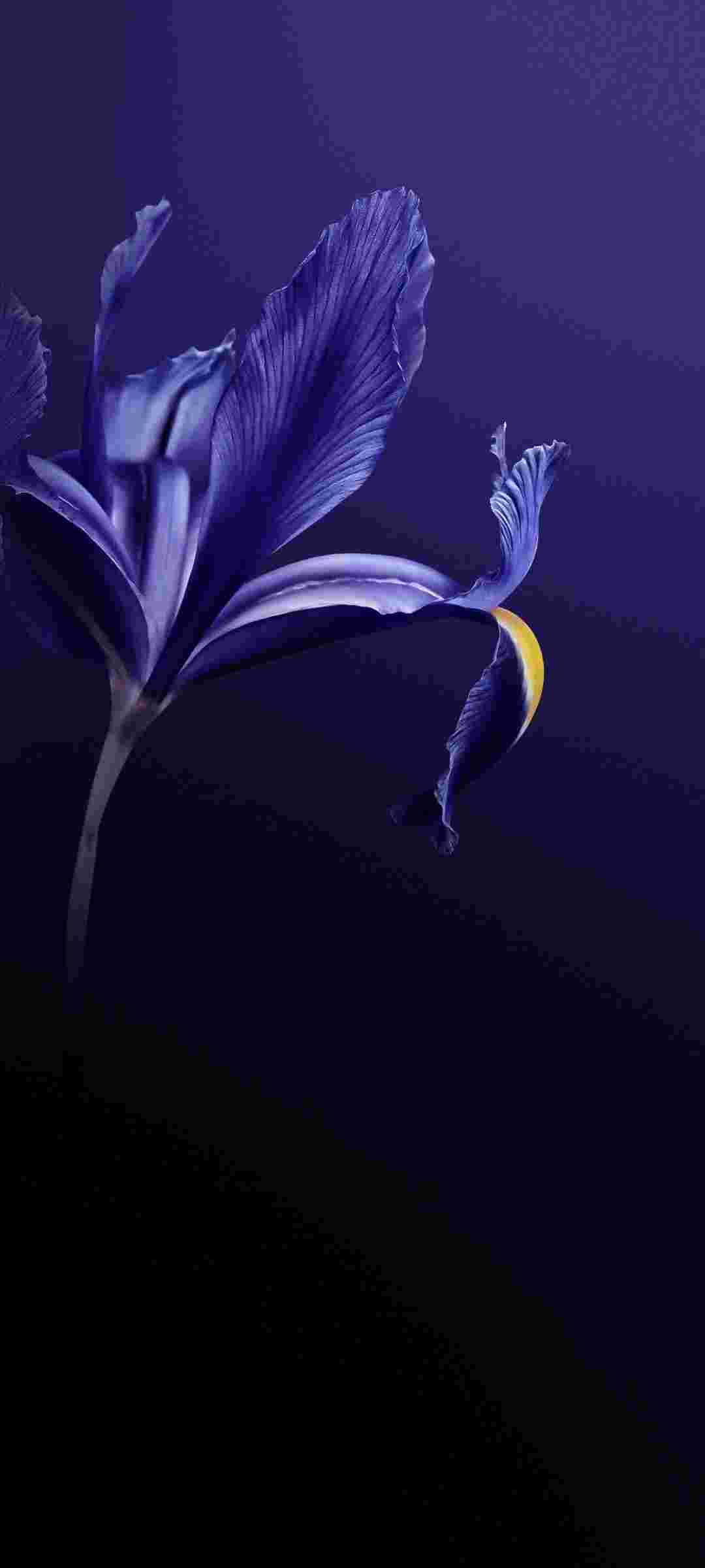 Vivo Z6 5G High Resolution Official Wallpapers