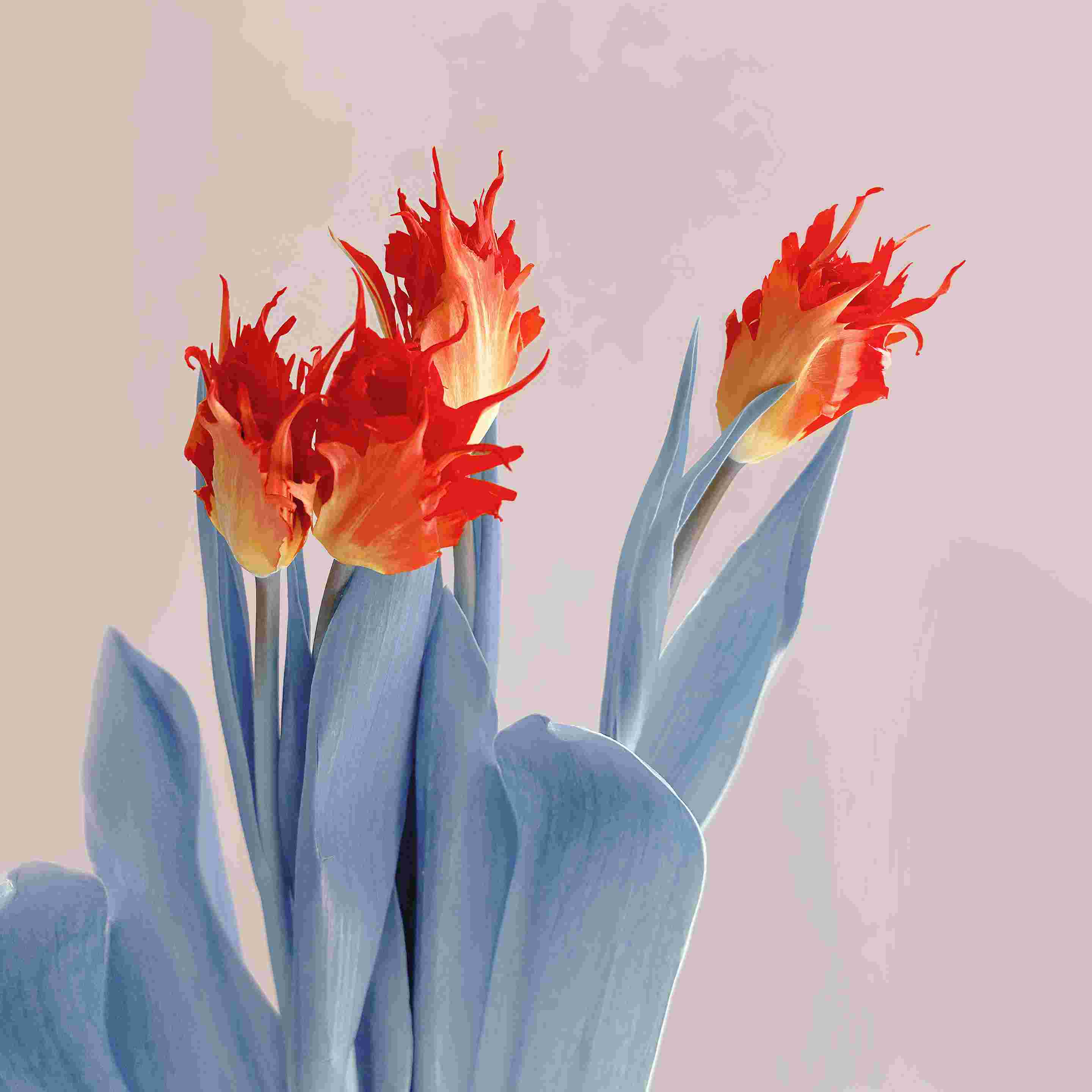 Xiaomi Mix Fold 4 High Resolution Official Wallpapers