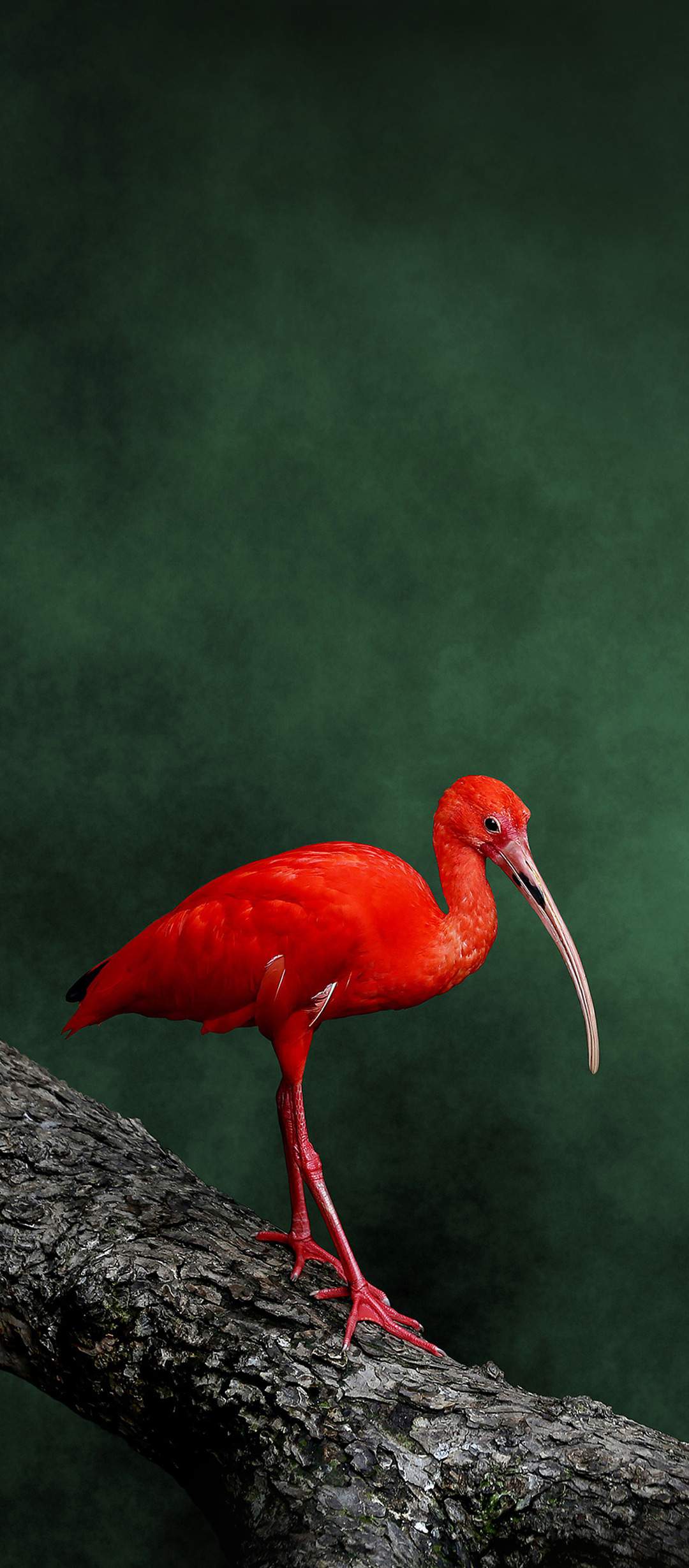 ZTE Blade 20 Official stock Wallpapers in 4k resolution