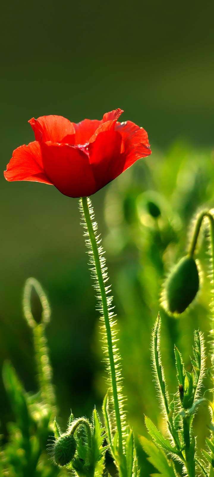 ZTE Blade 20 Official stock Wallpapers in 4k resolution