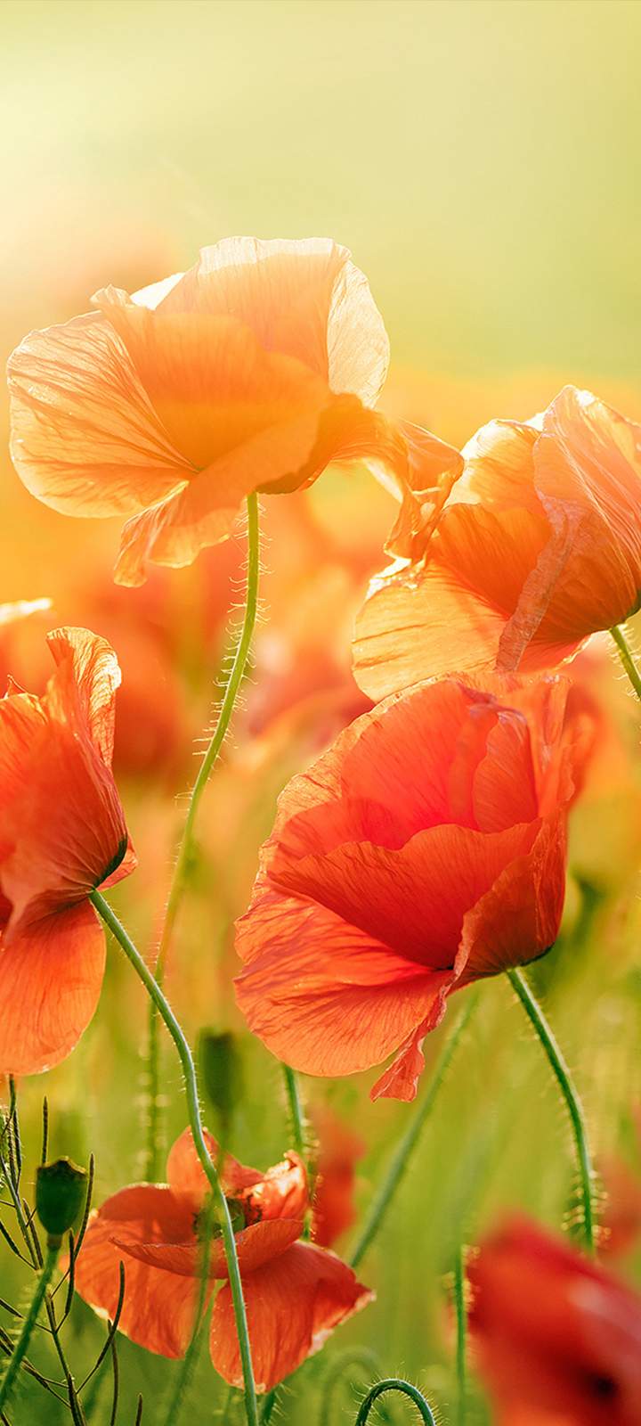 ZTE Blade 20 Official stock Wallpapers in 4k resolution